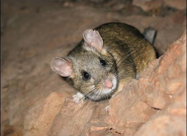 Ratón de la isla San Pedro Nolasco