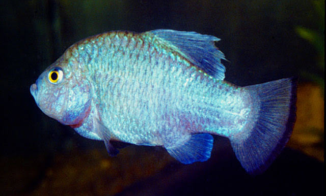 Cachorrito de Potosí