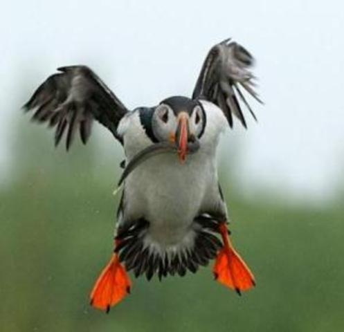 Peter Puffin - retired