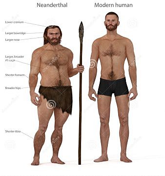 Loa neandertales aparecen por evolución en Europa y Oriente Próximo