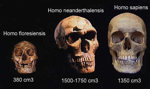 Extinción de homo floresiensis