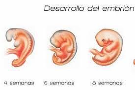 ETAPA EMBRIONARIA 2-8 SEMANAS