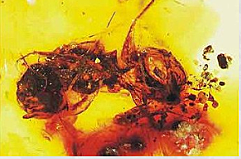 Primers insectes polinitzadors