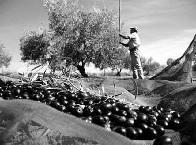 LEY DE BASES DE LA REFORMA AGRARIA.