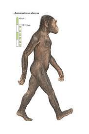 Australophitecus