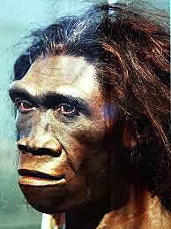 Homo erectus