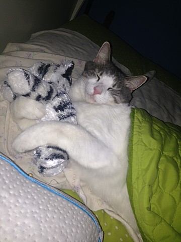 J'ai eu mon chat. Je suis enthousiaste.