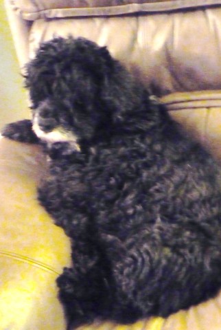 my 1st christmas, i got my 1st dog!