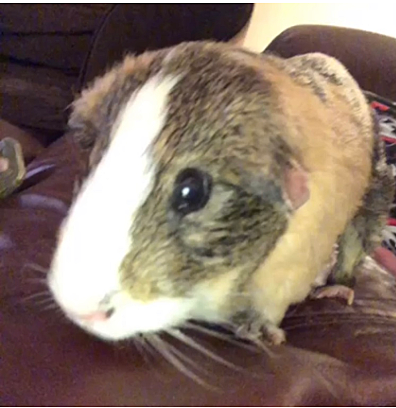 Cochon d’inde est mort: 2018