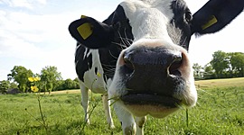 Timeline: world war II