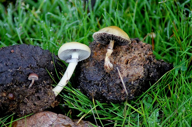 el estiercol de caballo