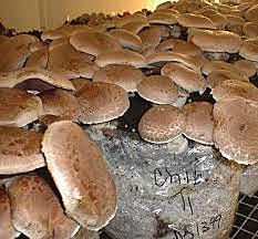 los hongos hoy en dia