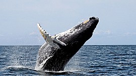 Timeline: Evolution of Whales