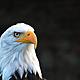 Animal avian bald eagle 1131774