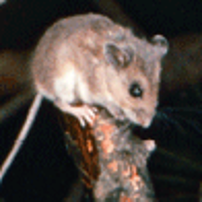 Timeline: Mrs. Frisby and the Rats of NIMH