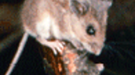 Timeline: Mrs. Frisby and the Rats of NIMH