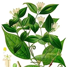 Découverte des effets myorelaxants du curare