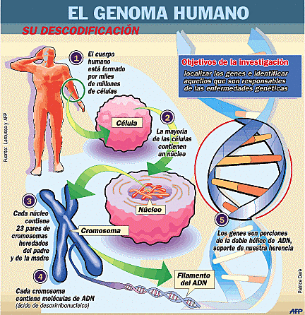 Proyecto del Genoma Humano