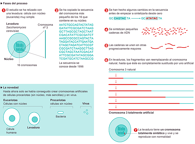 Creación de un cromosoma artificial