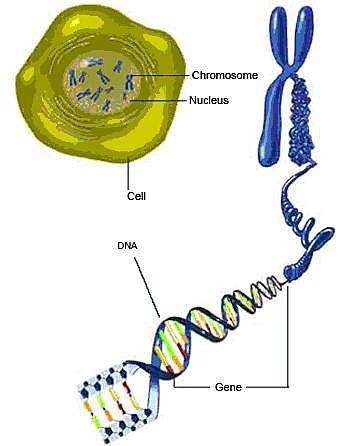 Los genes están en los cromosomas