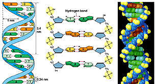 Doble hélice del ADN