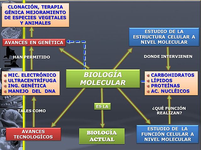 ETAPAS DE LA BIOLOGÍA