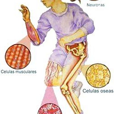 Timeline: LA CÉLULA: Es la parte más pequeña de la materia viva, capaz de realizar todas las funciones de los seres vivos: reproducción, alimentación, respiración, etc.