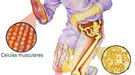 Timeline: LA CÉLULA: Es la parte más pequeña de la materia viva, capaz de realizar todas las funciones de los seres vivos: reproducción, alimentación, respiración, etc.