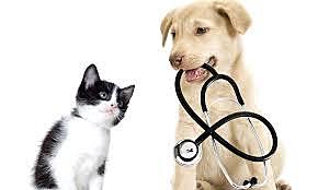 I become a Veterinarian