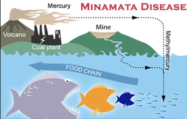 1956 - Minamata Disease