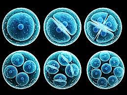 Stem Cells