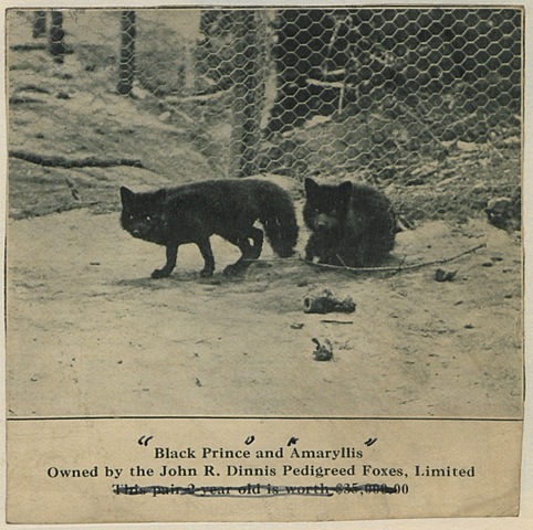 First modern day fur farm