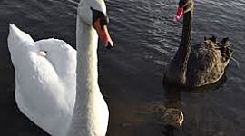 Timeline: Karl Popper (1902-1994)