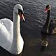 Black and white swans