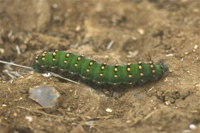 Catapillar Stage
