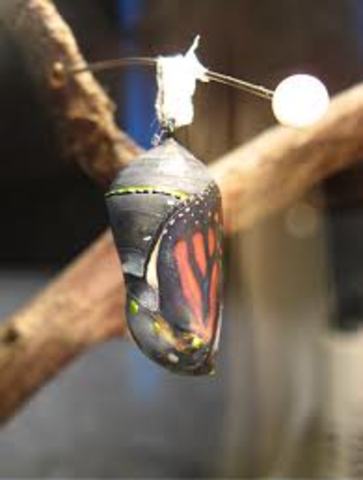 Chrysalis Stage