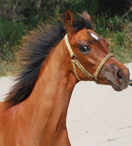 Joey is bought in an auction