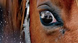 Timeline: War Horse Timeline