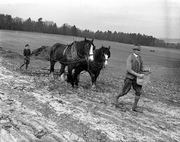 Emily, Joey and Topthorn