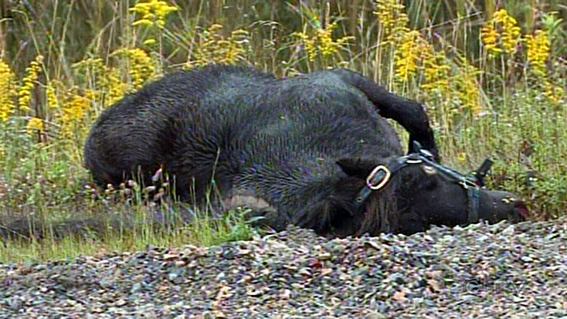 Topthorn suddenly dies from a heart disease