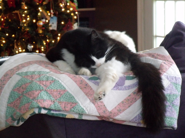 I got my cat, Puddy.