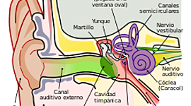 Timeline: EMBRIOLOGÍA DEL OÍDO
