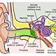 245px anatomy of the human ear es.svg