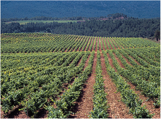 aigua que va als guarets