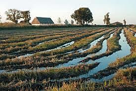L'aigua que va dels guarets a Santa Oliva.