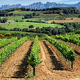 Galí de Sant Martí colonitza el castell de Calders