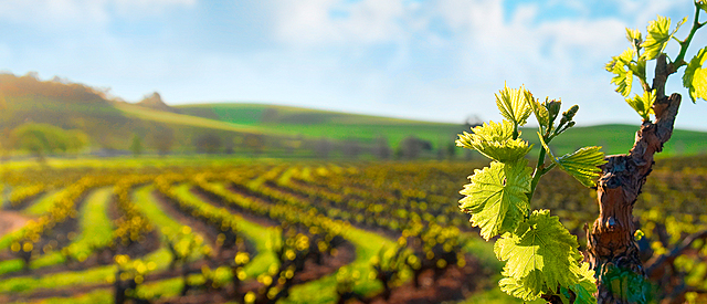 El Galí de sant Martí
