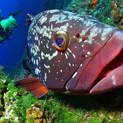 Timeline: Parques nacionales