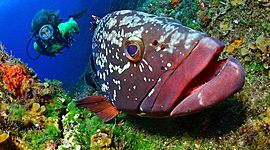 Timeline: Parques nacionales