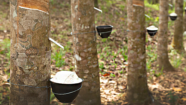 Contrabando de sementes de seringueira